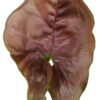 Syngonium Podophyllum ‘Red Plum Allusion’ - Image 2