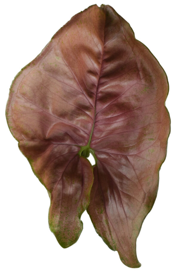 Syngonium Podophyllum ‘Red Plum Allusion’ - Image 2