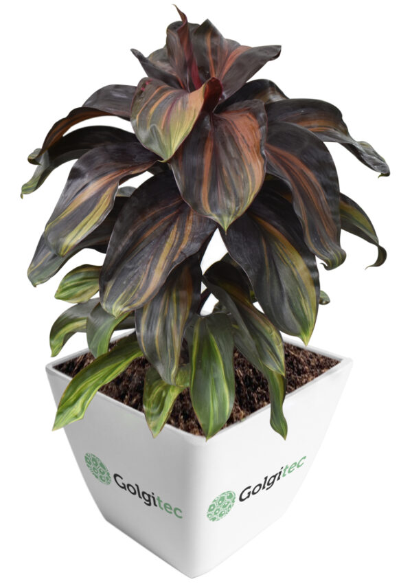 Cordyline Fruticosa 'Cherry Cordial'