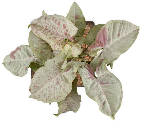 Syngonium podophyllum 'Milk Confetti' - Image 3