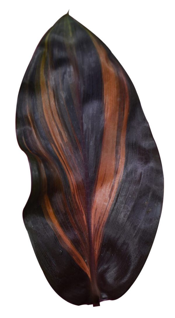 Cordyline Fruticosa 'Cherry Cordial' - Image 2