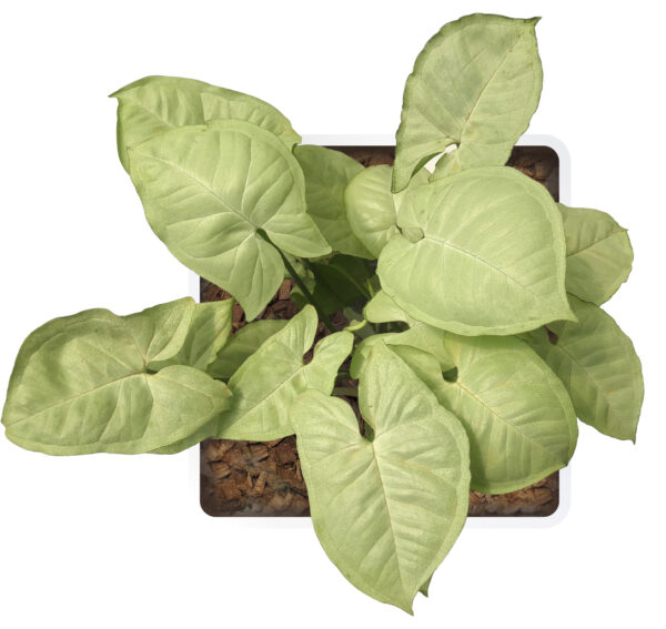 Syngonium Podophyllum ‘Moonshine’