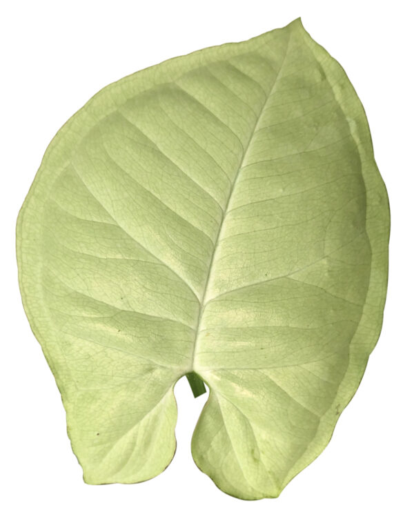 Syngonium Podophyllum ‘Moonshine’ - Image 2