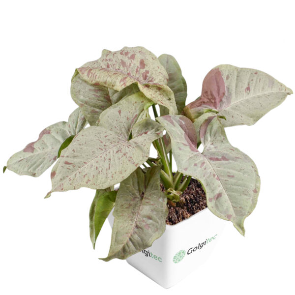 Syngonium podophyllum 'Milk Confetti'