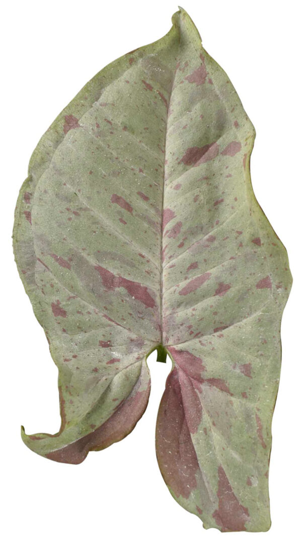 Syngonium podophyllum 'Milk Confetti' - Image 2
