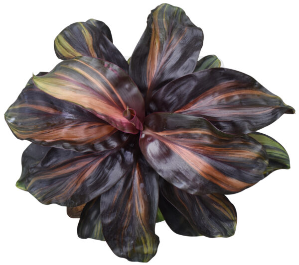 Cordyline Fruticosa 'Cherry Cordial' - Image 3