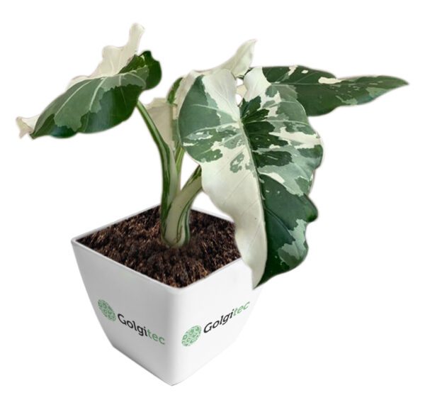 Alocasia Okinawa Silver