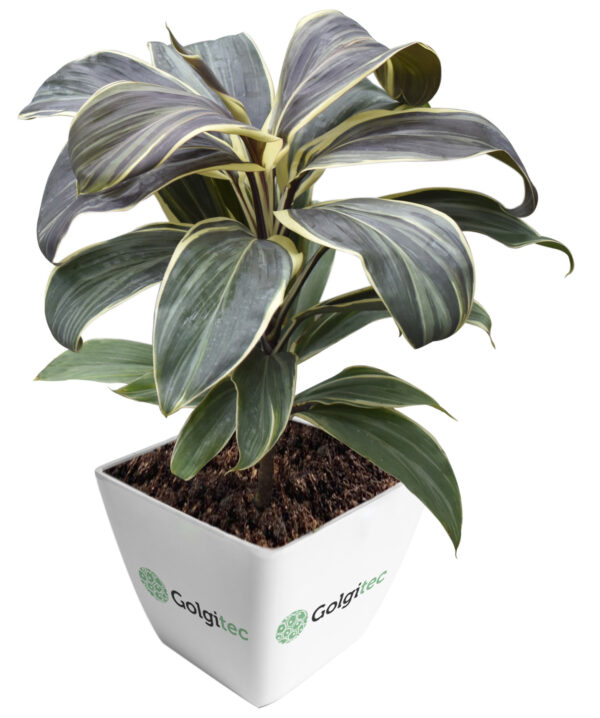 Cordyline Fruticosa 'Chocolate Queen'