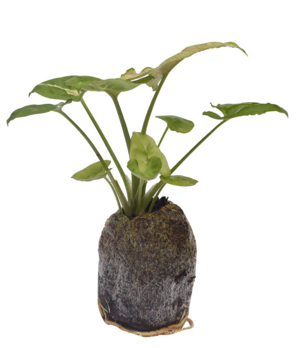 Syngonium Podophyllum 'Strawberry Ice' - Image 5