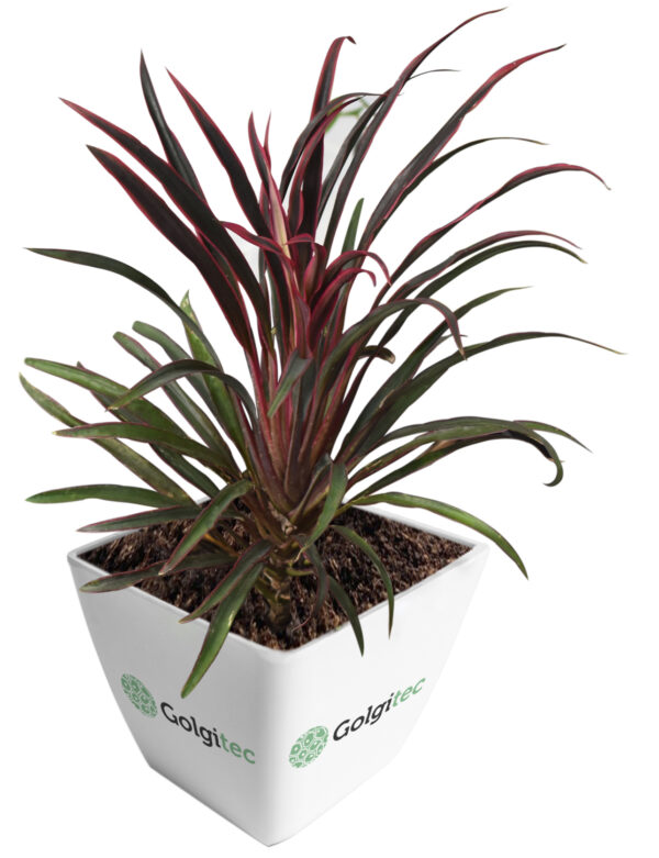Cordyline fruticosa ‘Americana’