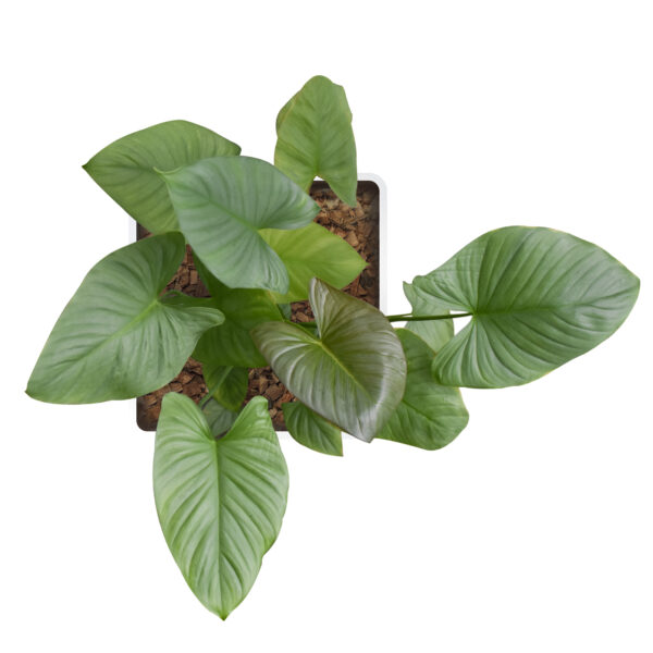 Homalomena Pendula - Image 4