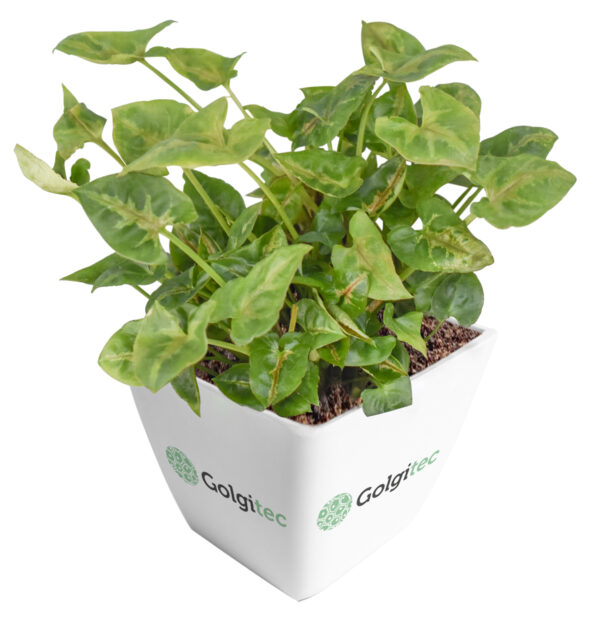 Syngonium Podophyllum 'Dwarf Princess'