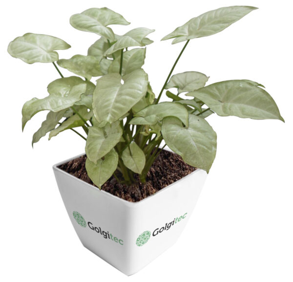 Syngonium Podophyllum  'Moonshine Dwarf Lush'