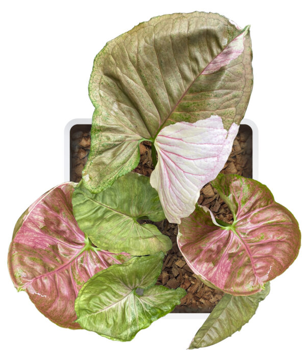 Syngonium Podophyllum 'Strawberry Ice' - Image 3