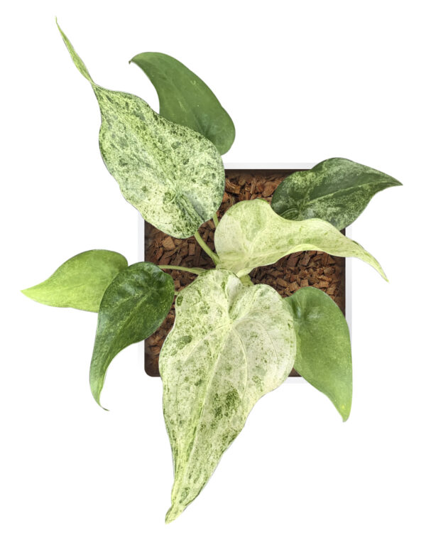 Alocasia Cucullata Yellow Splash
