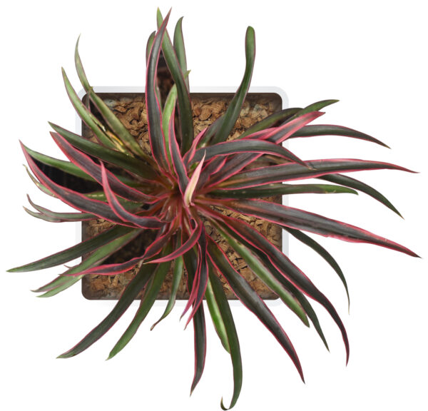 Cordyline fruticosa ‘Americana’ - Image 4