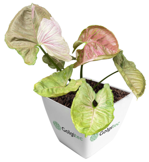 Syngonium Podophyllum 'Strawberry Ice'