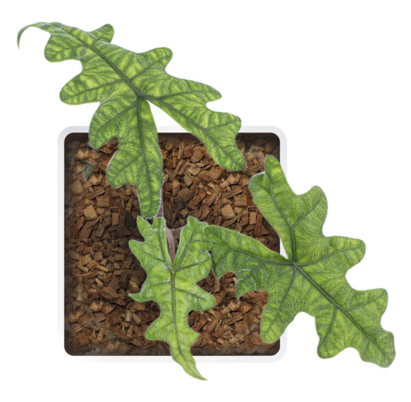 Alocasia  Jacklyn