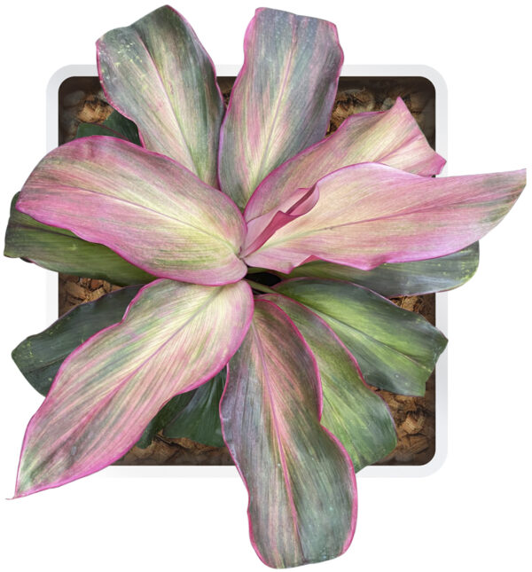 Cordyline Fruticosa Rainbow Green - Image 4