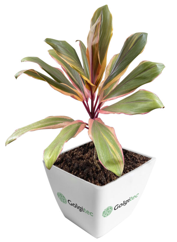 Cordyline Fruticosa 'Early Morning Diamond'
