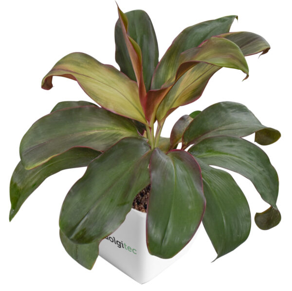 Cordyline Fruticosa Rainbow Green