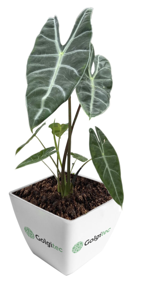 Alocasia Reginula Black Velvet