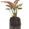 Syngonium Podophyllum 'Coral Allusion’ - Image 5