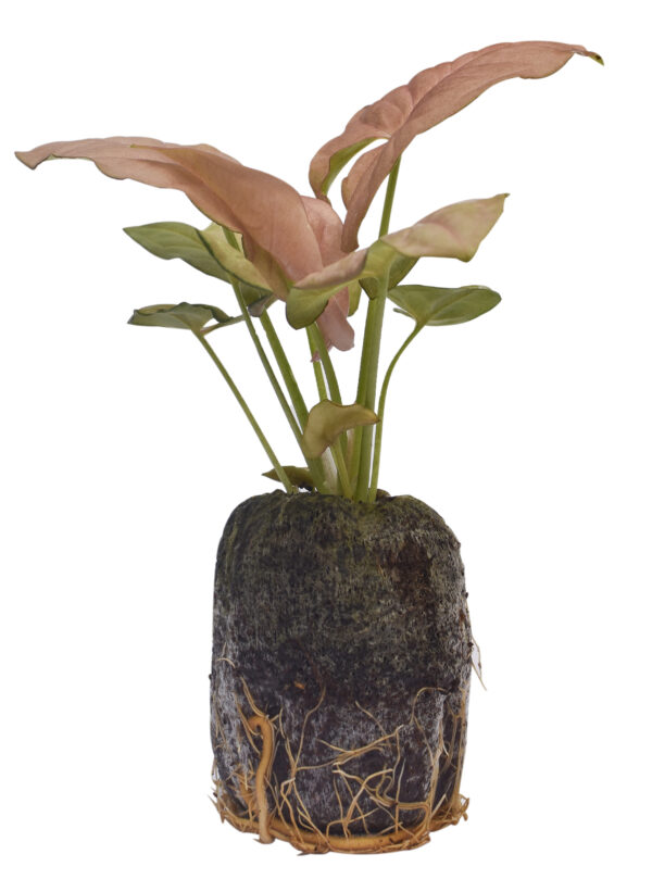 Syngonium Podophyllum 'Coral Allusion’ - Image 5