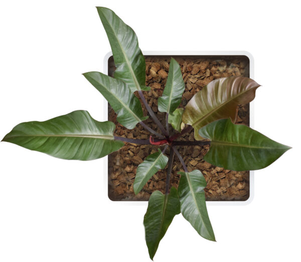 Philodendron Imperial Red Autumn - Image 2