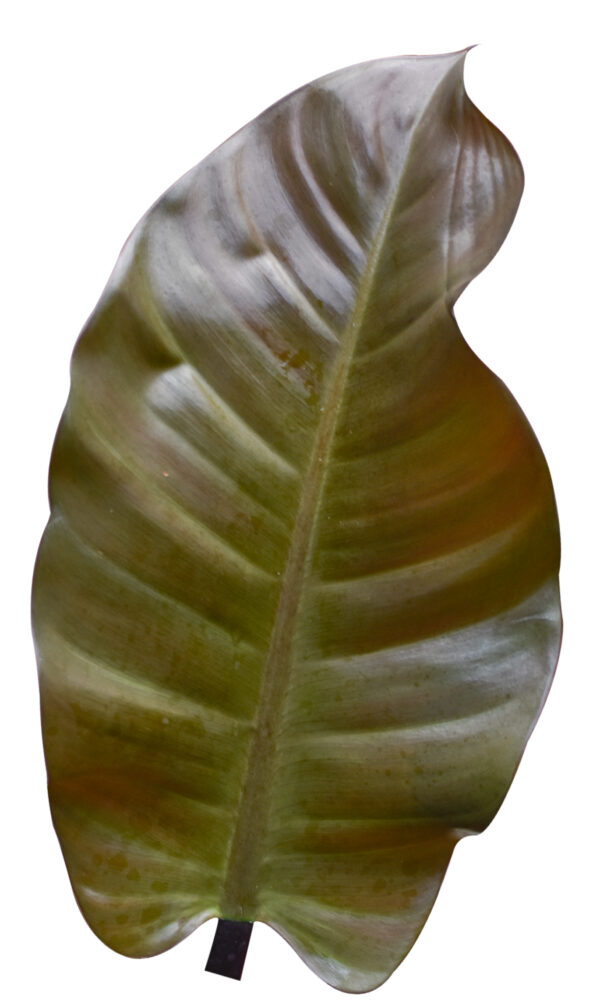 Philodendron Imperial Red Autumn - Image 4