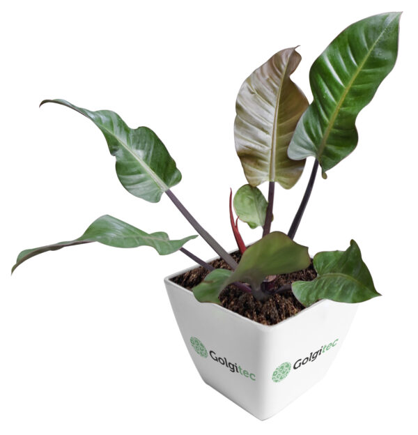 Philodendron Imperial Red Autumn