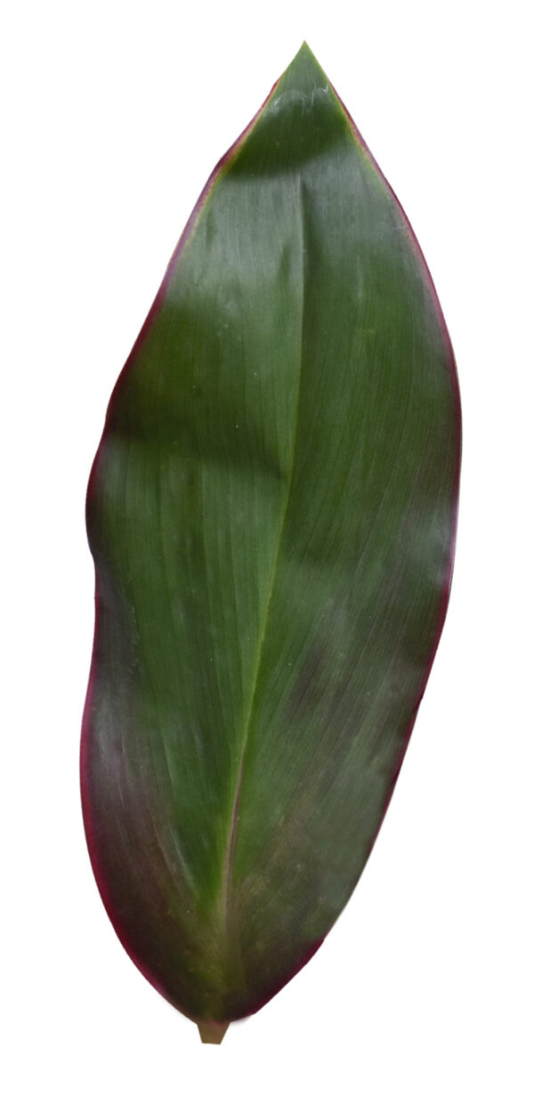 Cordyline Fruticosa Rainbow Green - Image 3