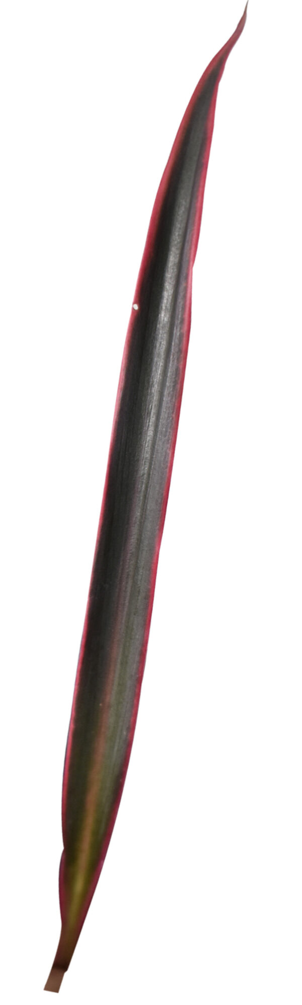 Cordyline fruticosa ‘Americana’ - Image 2