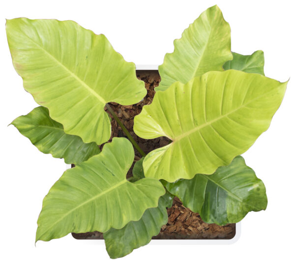 Philodendron Jungle fever