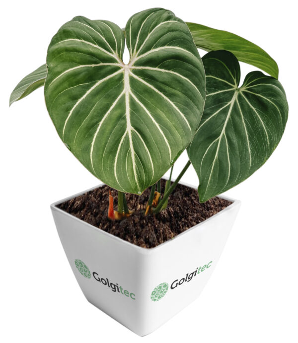 Philodendron Gloriosum
