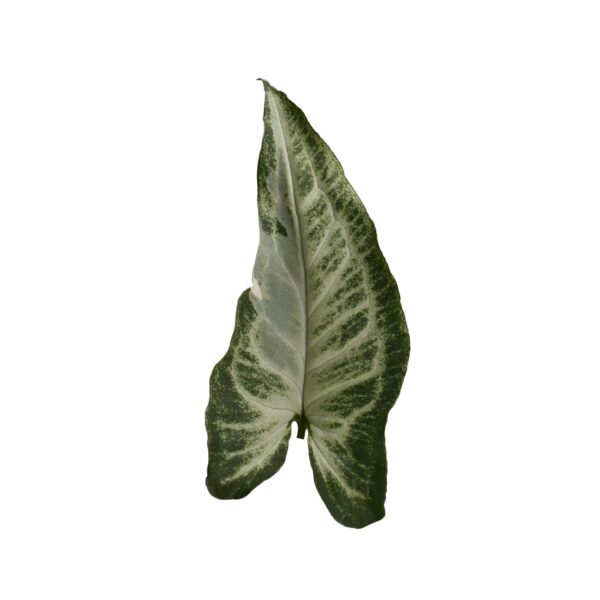Syn 14 - Image 3