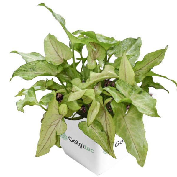Syngonium Podophyllum 'Orm Manee Mutation'