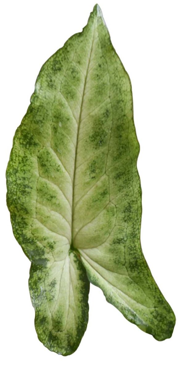 Syngonium Podophyllum 'Orm Manee Mutation' - Image 2