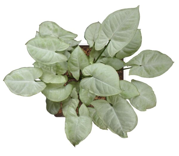 Syngonium Podophyllum  'Moonshine Dwarf Lush' - Image 3