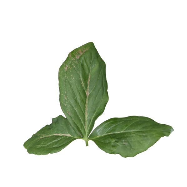 Syngonium Auritum (Bunny Ears) - Image 4