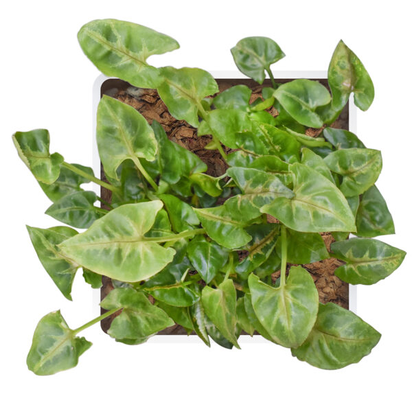 Syngonium Podophyllum 'Dwarf Princess' - Image 4