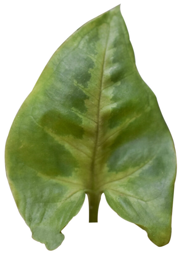Syngonium Podophyllum 'Dwarf Princess' - Image 3