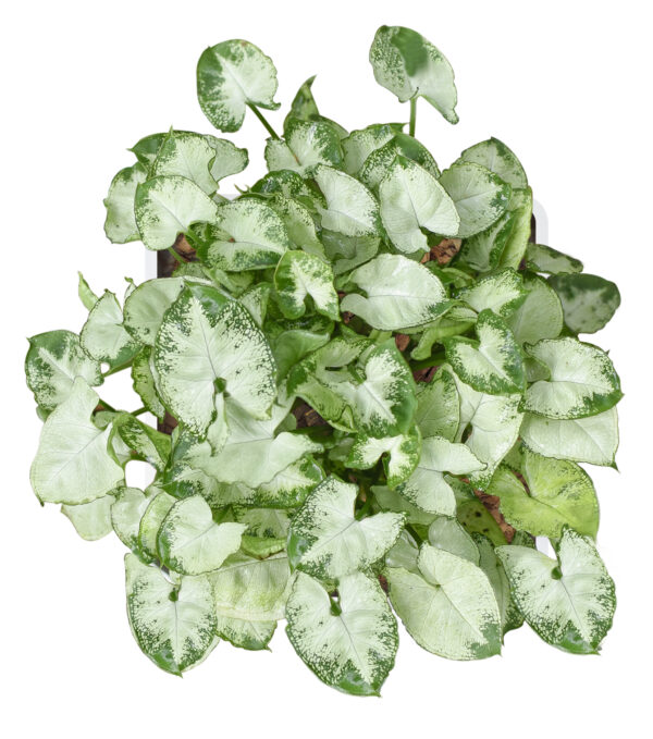 Syngonium Podophyllum 'Pixie (Dwarf)' - Image 3