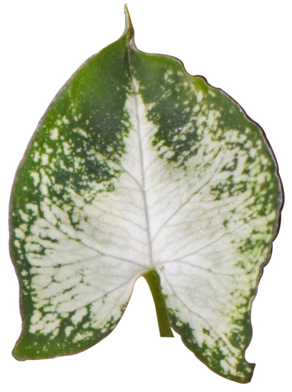 Syngonium Podophyllum 'Pixie (Dwarf)' - Image 4