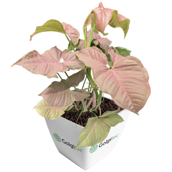Syngonium Podophyllum 'Coral Allusion’