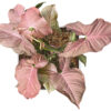 Syngonium Podophyllum 'Coral Allusion’ - Image 3