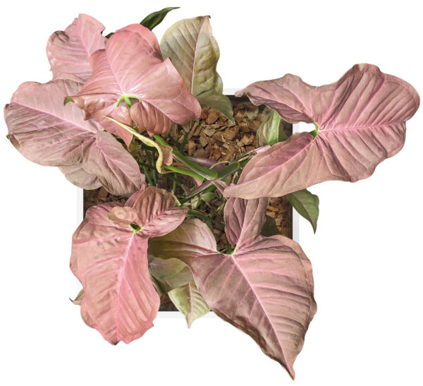 Syngonium Podophyllum 'Coral Allusion’ - Image 3