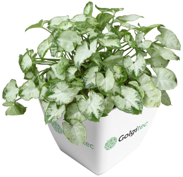 Syngonium Podophyllum 'Pixie (Dwarf)'