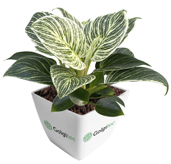 Philodendron Birkin