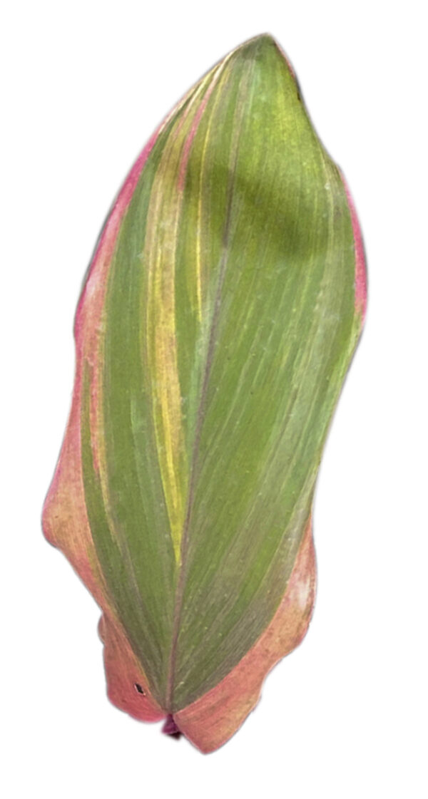 Cordyline Fruticosa 'Early Morning Diamond' - Image 4